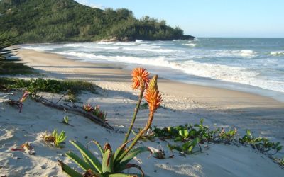 GAROPABA: Paraíso Eco- Consciente