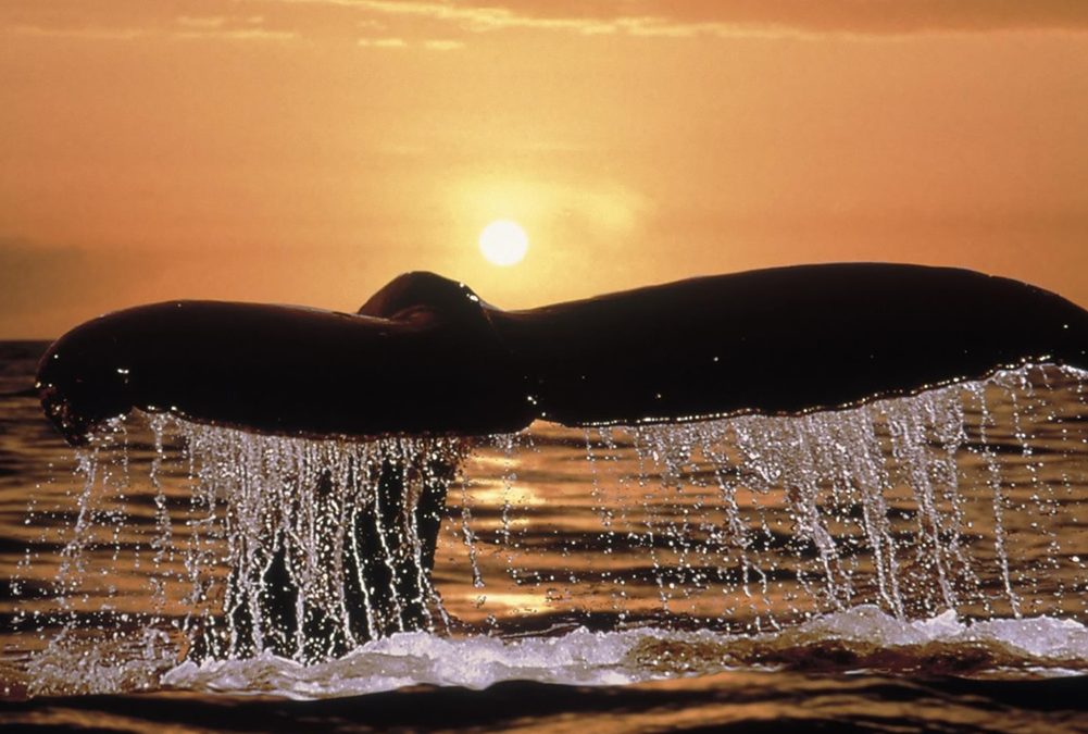 GAROPABA, ESCENARIO DE BALLENAS FRANCAS