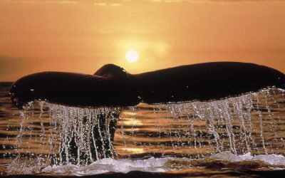GAROPABA, ESCENARIO DE BALLENAS FRANCAS
